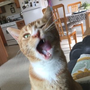 Meet your Posher, Luann